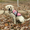Diabetic Alert Dog Delivered to 8-Year-Old Girl in Sand Lake, MI