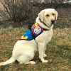 Autism Service Dog Delivered to Assist 7-Year-Old Girl in San Francisco, CA
