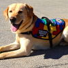 $10,000 SDWR Autism Service Dog Grant Awarded to 8-Year-Old Boy in Gaithersburg, MD
