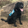 Seizure Response Service Dog Delivered to 22-Year-Old Woman in Cleveland, Ohio