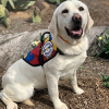 Autism Service Dog Delivered to Assist 7-Year-Old Boy in Monroe, NJ