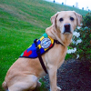 $12,500 SDWR Autism Service Dog Grant Awarded to 8-Year-Old Boy in Lawrence, MA