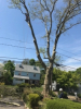 New York Long Island Tree Service is Fully Equipped and Prepared for Emergency Tree Removal When Strong Winds Take Down Trees This Year 2019