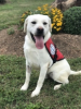 Diabetic Alert Service Dog Delivered by SDWR to Woman in Pinehurst, Idaho