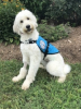 Diabetic Alert Service Dog Delivered by SDWR to Family in Highlands Ranch, CO