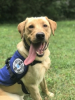 Diabetic Alert Service Dog Delivered by SDWR to Family in Loganville, GA