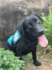 Diabetic Alert Service Dog Delivered by SDWR to Family in Rancho Santa Margarita CA