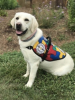 Autism Service Dog Delivered by SDWR to Young Girl in Corona, CA