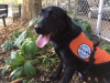 Autism Service Dog Delivered by SDWR to a Young Boy in Philadelphia, PA