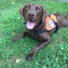 Seizure Response Dog Delivered by SDWR to a Very Lucky Man in West Haven, CT