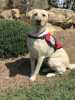 Diabetic Alert Service Dog Delivered by SDWR to Family in Oak Ridge, NC