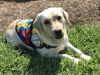 Autism Service Dog Delivered by SDWR to Family in Monroe, NJ