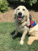 Autism Service Dog Delivered by SDWR to Family in Oceanside, NY