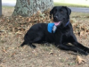 Diabetic Alert Service Dog Delivered by SDWR to Family in Lithia, FL
