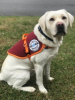 Autism Service Dog Delivered by SDWR to Family in Vinton, VA