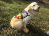 Autism Service Dog Delivered by SDWR to Family in Valdez, Alaska