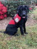 Diabetic Alert Dog Delivered by Service Dogs by SDWR to Lucky Woman from Homer, NY