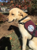 SDWR Delivers Diabetic Alert Dog to Lucky Boy in Torrington, CT