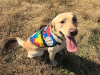 Autism Service Dog Delivered by SDWR to Family in Idaho Falls, Idaho