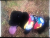 Autism Service Dog Delivered by SDWR to Family Located at Travis Air Force Base, CA
