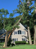 New York Long Island Tree Service Professionals Ready to Take Care of Any Tree Emergency for People Who Are Located in Suffolk County and Nassau in 2020
