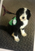 Autism Service Dog Delivered by SDWR to Family in Troutville, VA