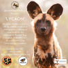Leading Artists from Across the World Come Together for African Painted Dog Conservation