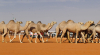 From Tradition to "Camel Economics" Saudi Arabia is a Global Hotspot for Modern Camel Industry