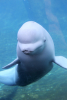 Attend a Free Love and Healing with the Beluga Whales Meditation Feb. 11 in Honor of Valentine's Day