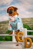 Over 70 Brussels Griffons Look Woofing Awesome in NYC Kentucky Derby Spectacular