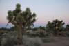 Antelope Valley Conservancy Supports CESA Listing for Western Joshua tree