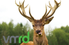 VMRD Begins Manufacturing Key Reagent for Detection of CWD by RT-QuIC