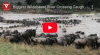 One of the Biggest Wildebeest River Crossings Ever Caught on Camera - Watch on HerdTracker