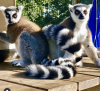 Calling All Animal Lovers: Safari Bob's Endangered Twin Ring Tailed Lemurs to Make Their Public Debut at Mandalay Farms Event