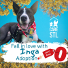 CARE STL Invites the Community to Support Shelter Walk-Through Adoption on Sunday, October 8