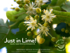 Goldenberry Farms Expands Mixed-Origin Organic Lime Program