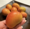 Goldenberry Farms Prepares for Initial Sugar Mango Exports for 2024 Season; Announces New Consumer Campaign