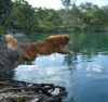 Leap Years®: Supports Age-Related Cognitive Decline in Dogs and Quality Time Together with Owners Through NAD+ Enrichment