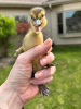 Duckling Rescue at Lewis Memorial Christian Village: a Community of Christian Horizons