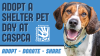 CASPCA Leads the Charge on National Adopt A Shelter Pet Day: Reduced Fees and Community Engagement Initiatives