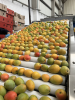 Goldenberry Farms Launches 2025 Sugar Mango Miniature Mango Season with New Digital Tools for Farmers