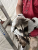 Expert Pest Control Service in Spring, TX, Now Offering Comprehensive Wildlife Exclusion Services in the Greater Houston Area
