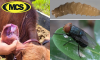 MCS Austin is Prepared to Provide Strategic Support for Screw Worm Fly Control and Prevention in Texas
