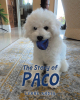 Lynne Andia’s New Book, "The Story of Paco," a Charming Tale That Follows the Adventures of a White, Fluffy Dog Named Paco as He and His Family Move Around the Country