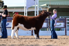 The 78th Annual Arizona National Livestock Show – a Celebration of Agriculture and Community