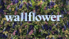 Wallflower Cannabis House Celebrates Six Years of Serving Las Vegas
