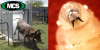 MCS Products Highlights Automated Fly Control Systems as Livestock Producers Respond to Growing New World Screwworm Concerns