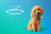 Pet Paradise Launches No Hungry Dog Food Drive to Help Local Families Keep Their Pets Fed