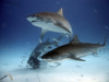 Unprecedented Shark Encounters-Tiger Beach Shark Diving 2007