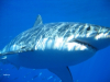 Great White Shark Attack at Isla Guadalupe-Caught on Tape